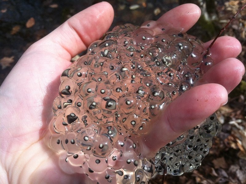 wood frog eggs