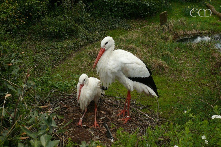 In the second half of the Zoo...