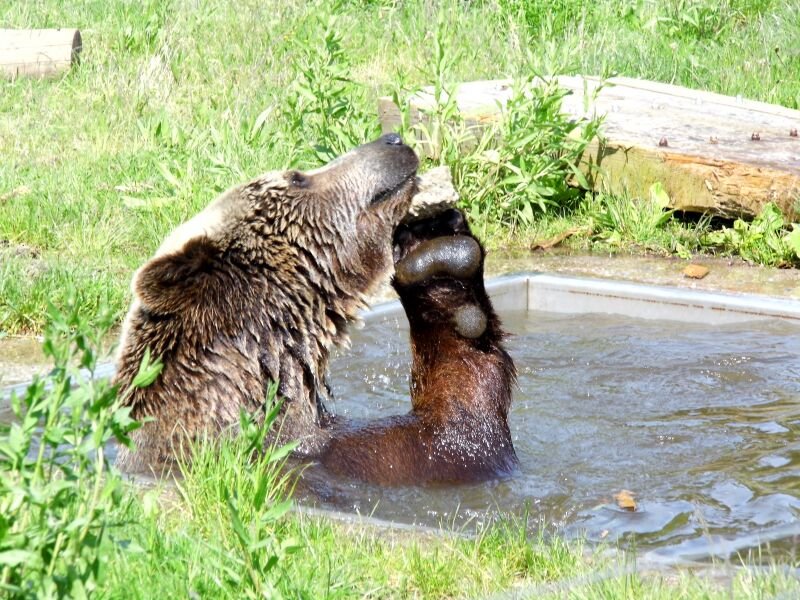 auch das kleine Wasserbecken ist immer gut fuer einen B...