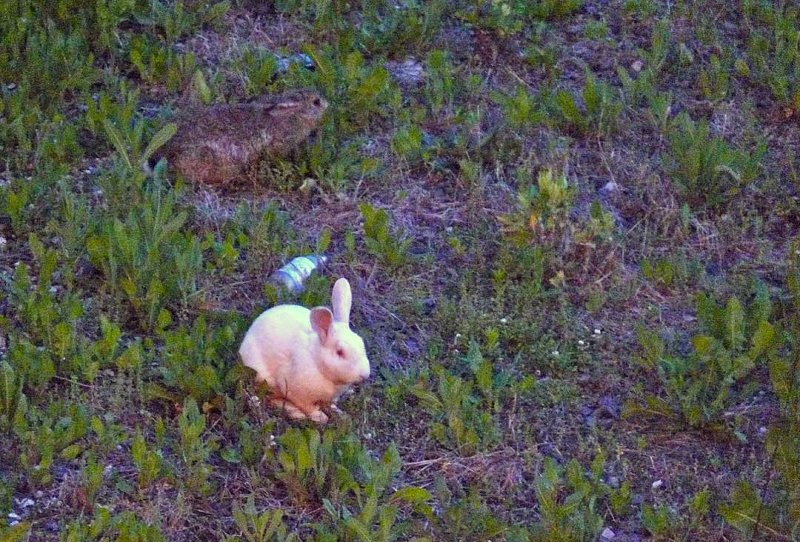 wildlife @ Bway Myrtle