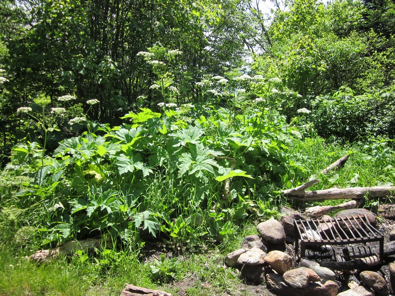 Cow Parsnip growing at the shelter. Best to avoid!