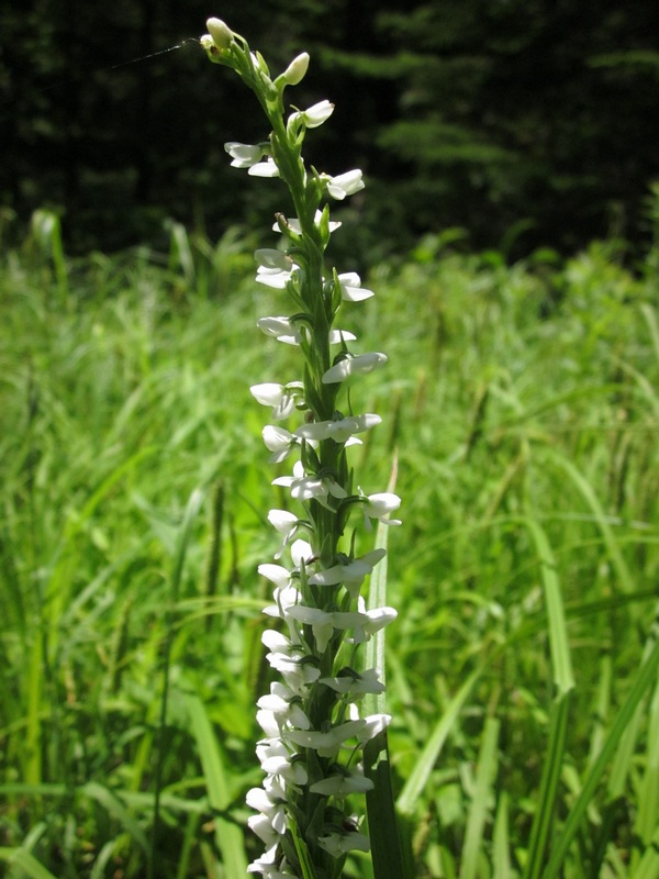 White Bog Orchid blooming in a meadow