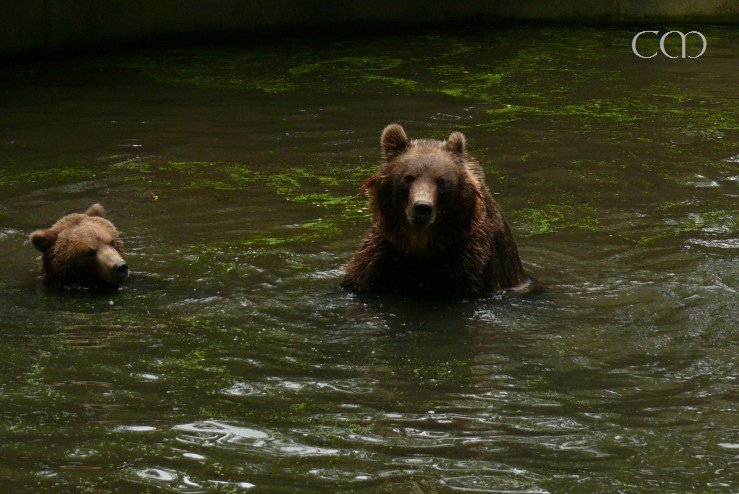 The Kamchatka Bears!