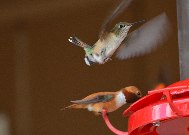 Rufous and Ruby Throat Hummingbirds will dive bomb you ...