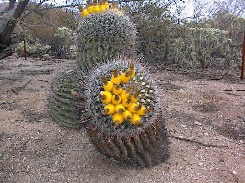 Barrel Cactus