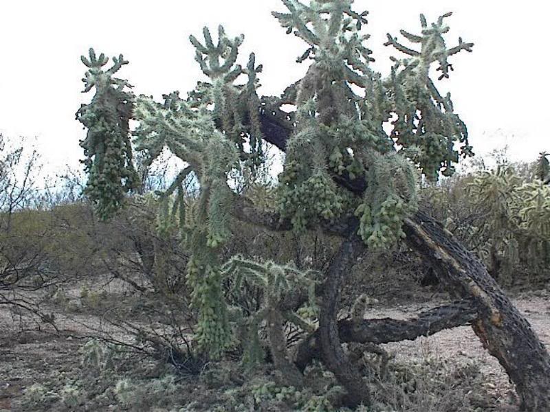 Buckhorn Cholla