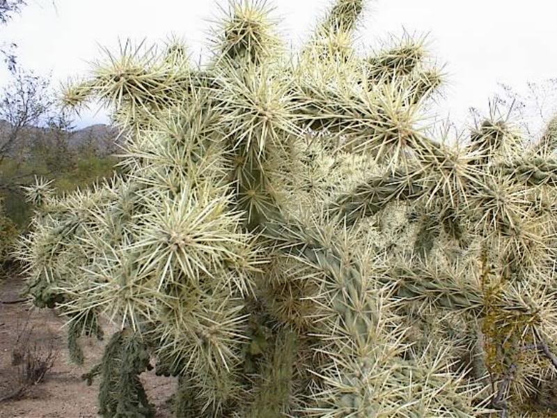 Jumping Cholla Spines