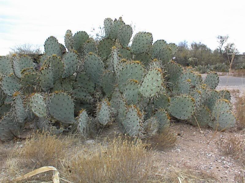 Prickly Pear Cactus