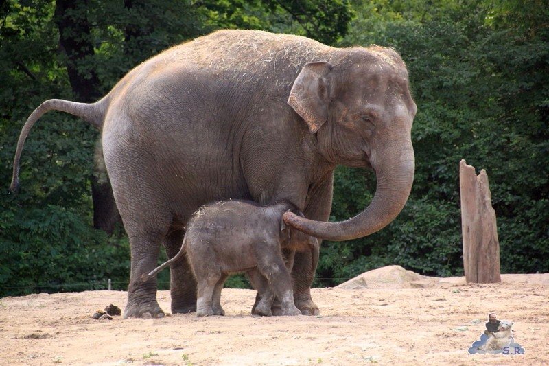 paar Ruesseleinheite n :-)