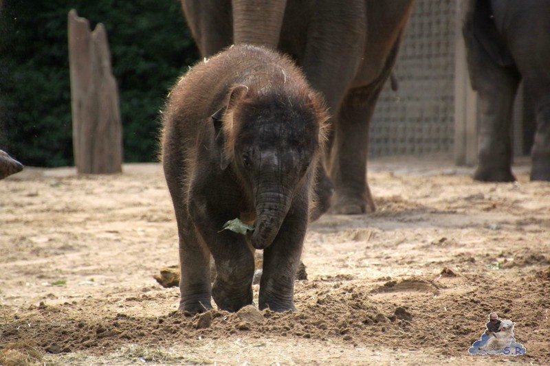 und futtere Blaetter