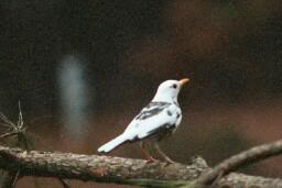 Partial Albino American Robin 2