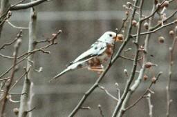 Partial Albino American Robin 3