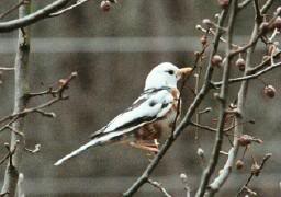 Partial Albino American Robin 4