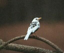 Partial Albino American Robin 5