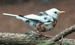 Partial Albino American Robin - zoom