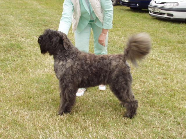 Bouvier des Flandres undocked