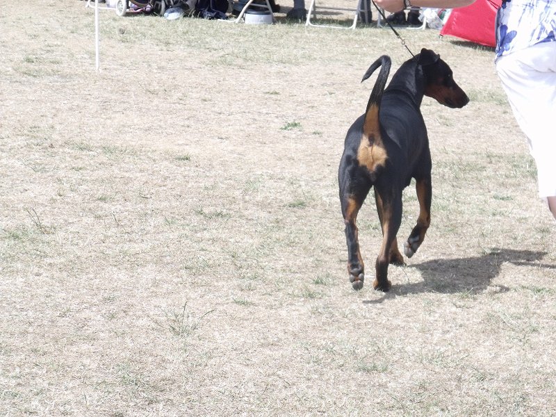 Dobermann