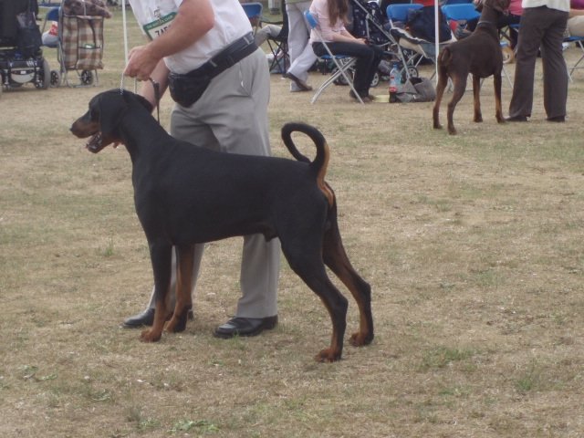 undocked Dobermann