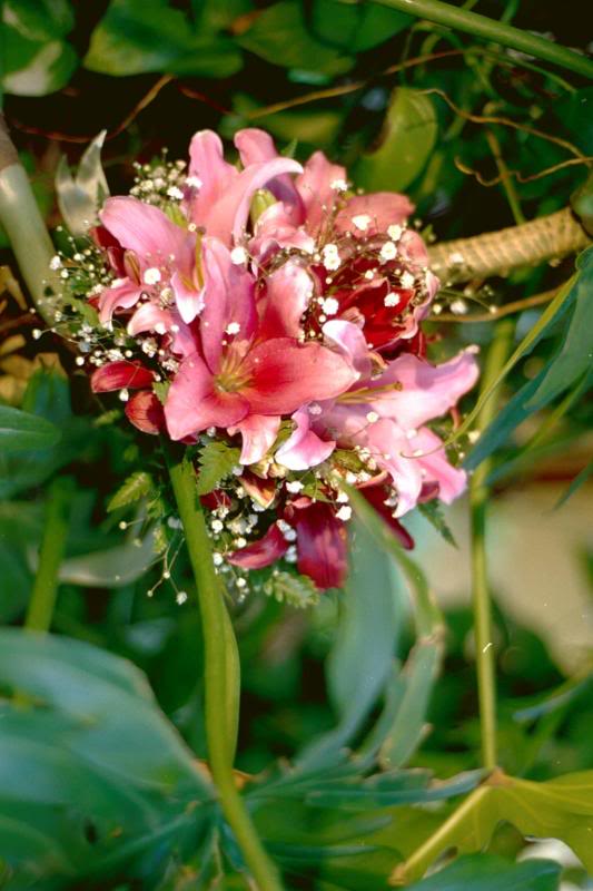 My flowers (Tiger Lilies)