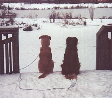 dogswinter