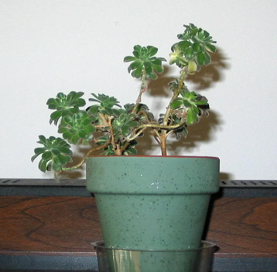 Aeonium arboreum albovariegatum