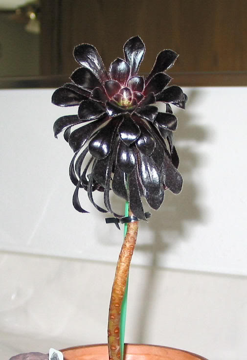 Aeonium arboreum black