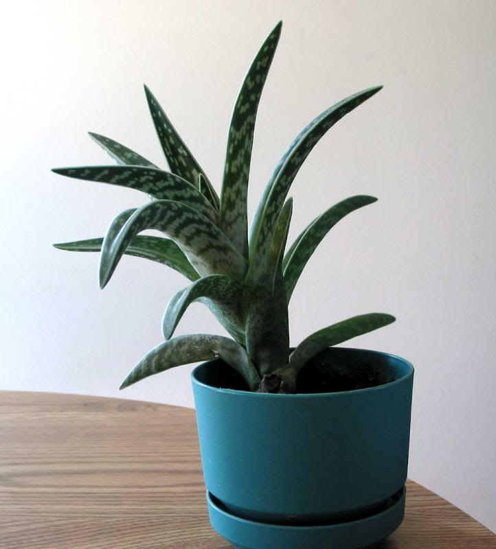 Aloe variegata