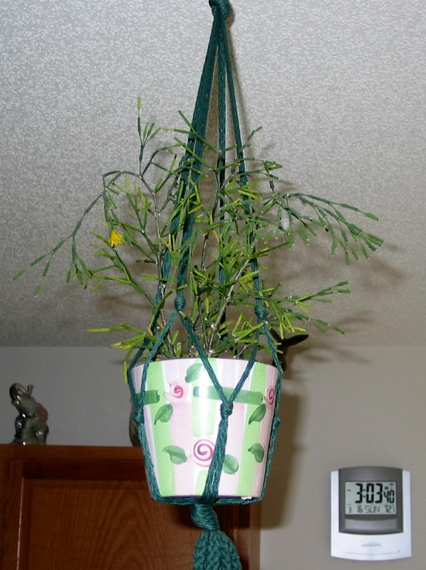 Hatiora salicornioides