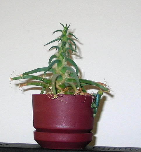 Leuchtenbergia pricipis