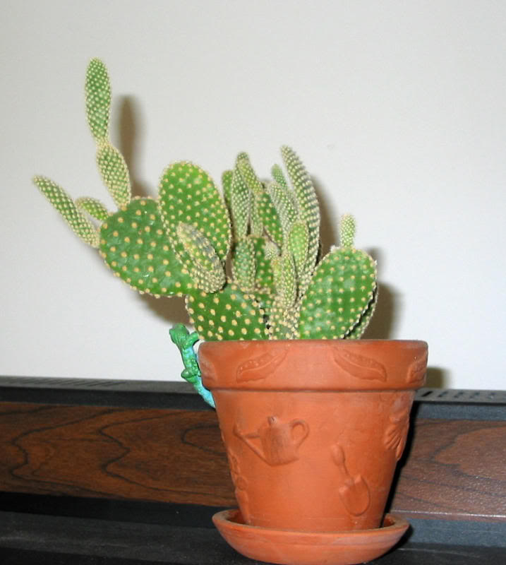 Opuntia sp