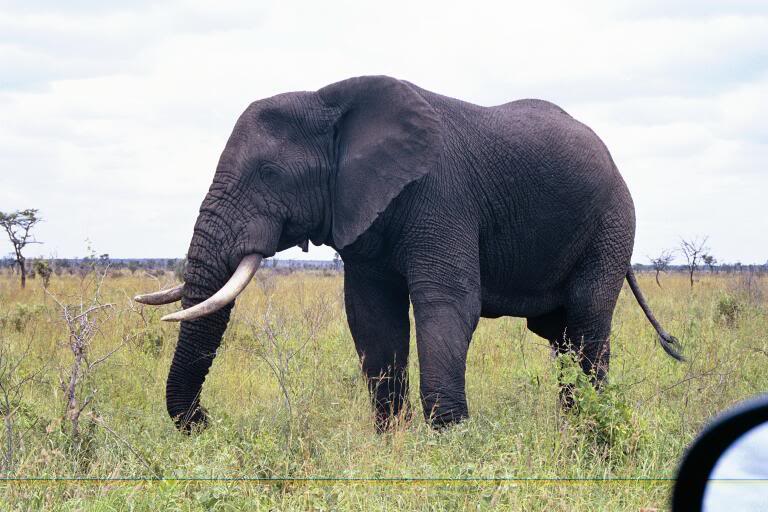 Elephant in Kruger