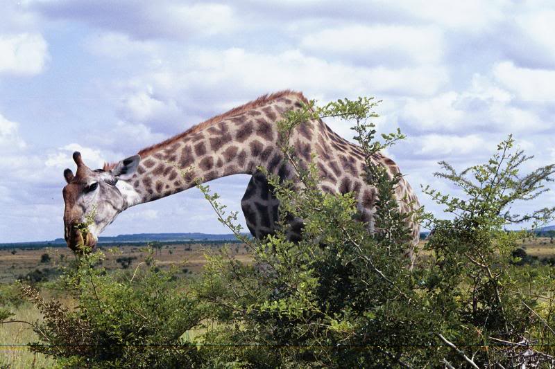 Giraffe in Kruger