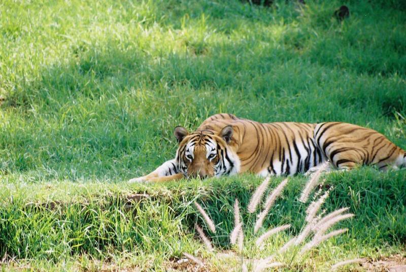 Tiger in Pretoria zoo