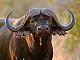 buffalo-thumb