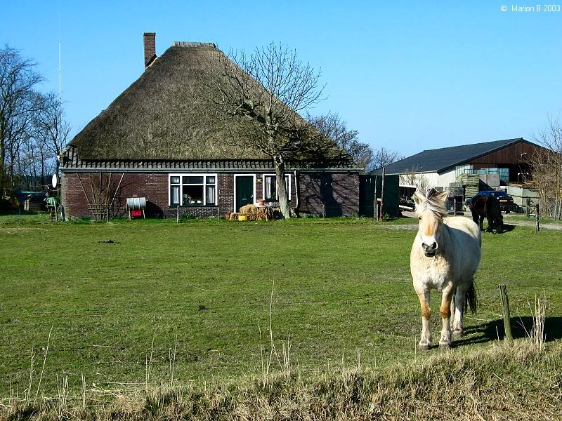Farm, Horse on the road to De Koog