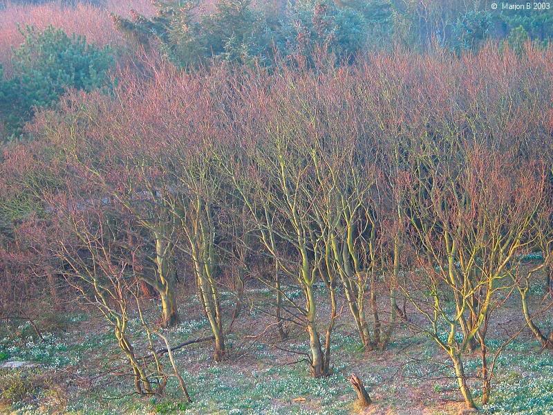 Trees and snow bells in the morning sun, De Koog