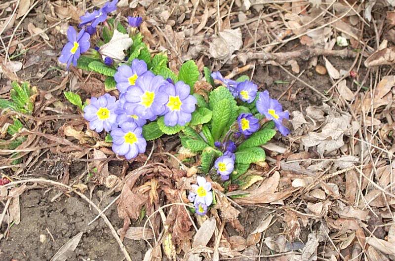 4-19-03 Primrose !