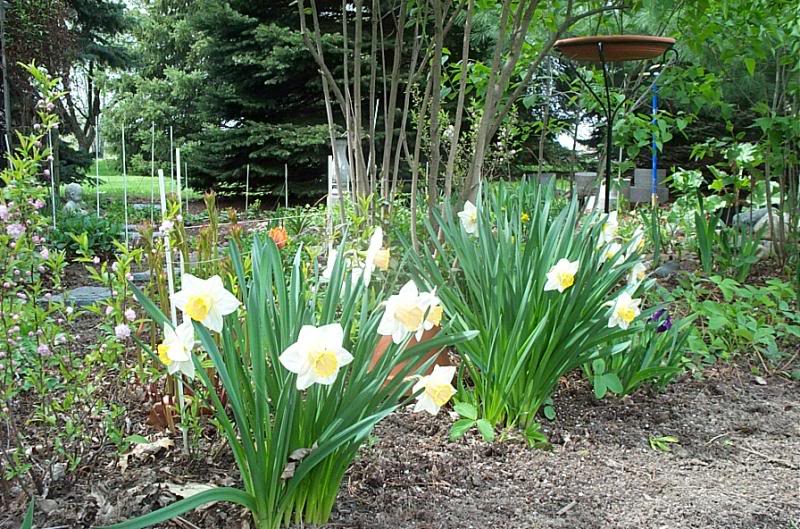 Daffodils look wonderful in the border!