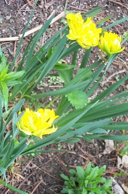 Double Daffodils.....