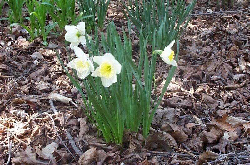 Lots of daffodil.......