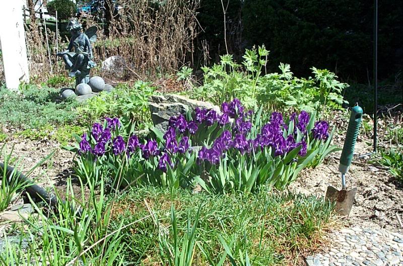 This patch is in full bloom here!