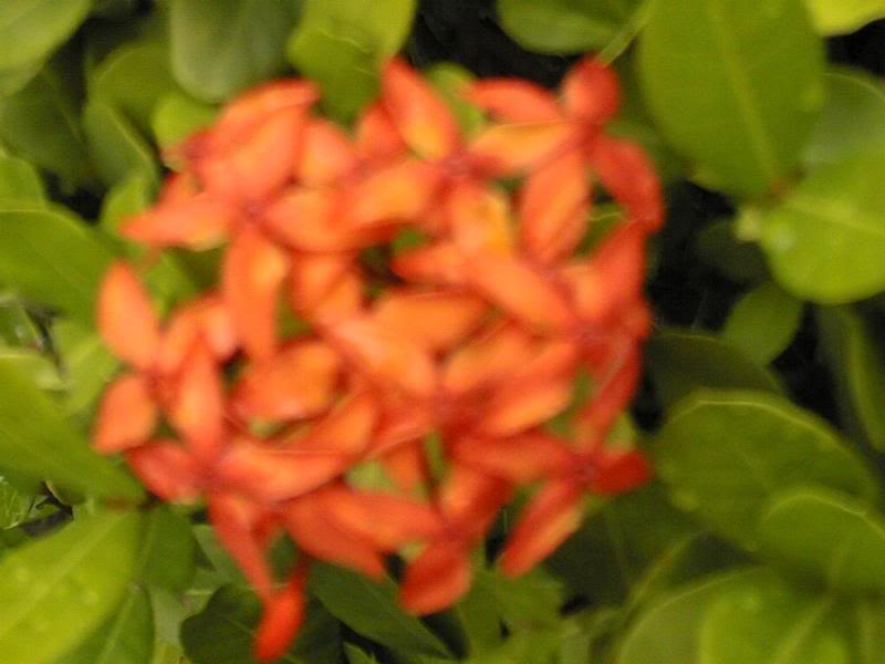 a flowering shrub