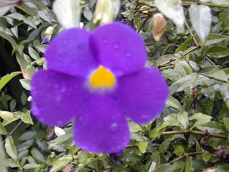 a purple flower