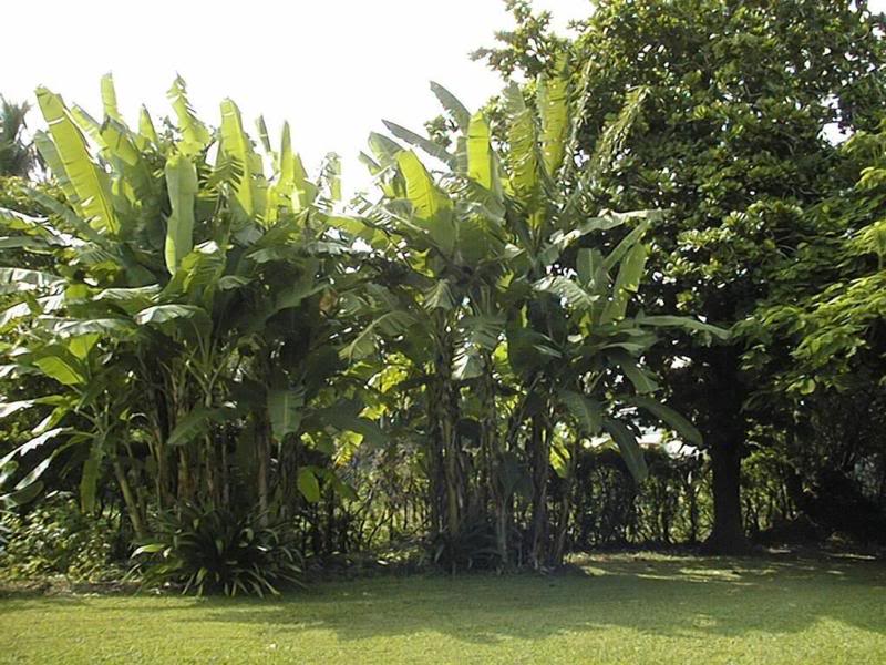 banannas in backyard