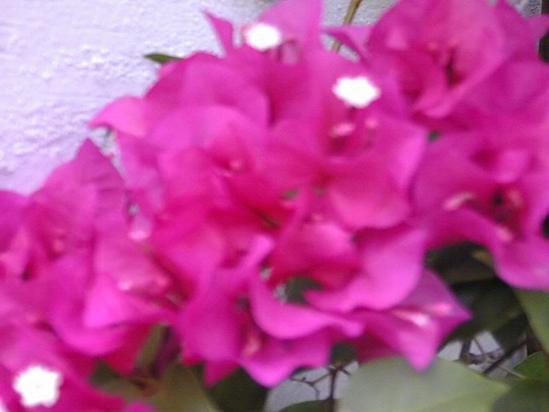 bougainviella