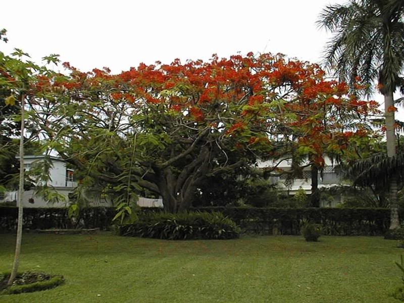 flame tree in April