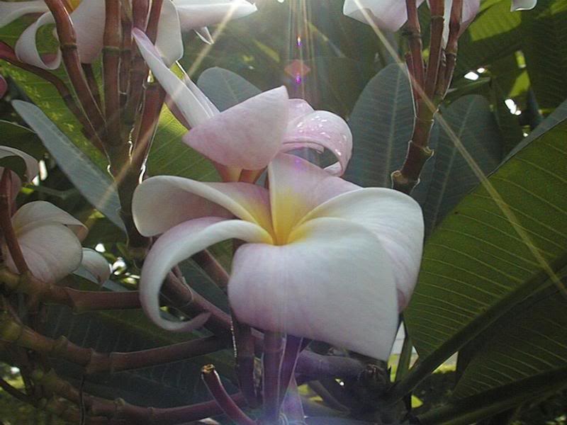 large flowering tree in our backyard