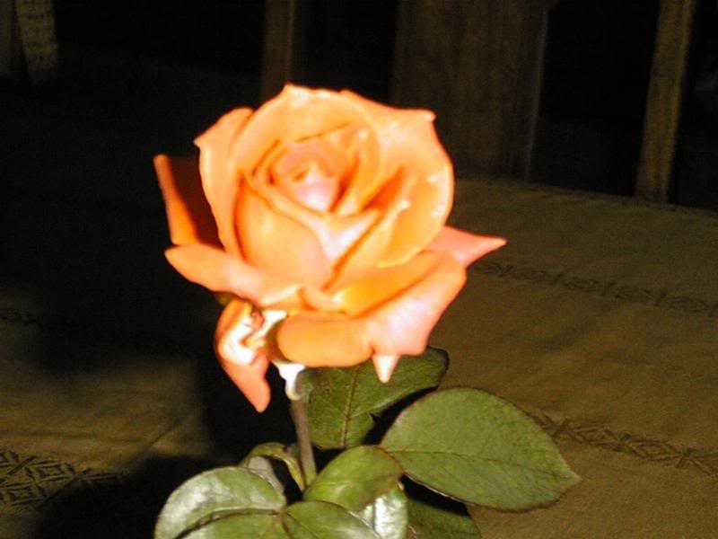 my salmon colored rose
