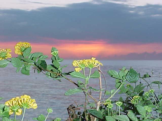 Dusk Flowers and the Caribbean