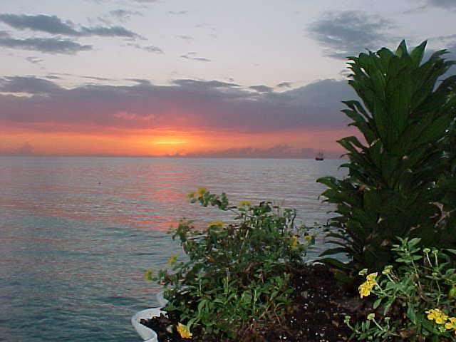 Yellow Flowers at Sundown